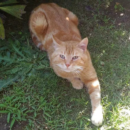 33 펜션 라찌제